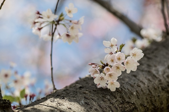 三郷公園