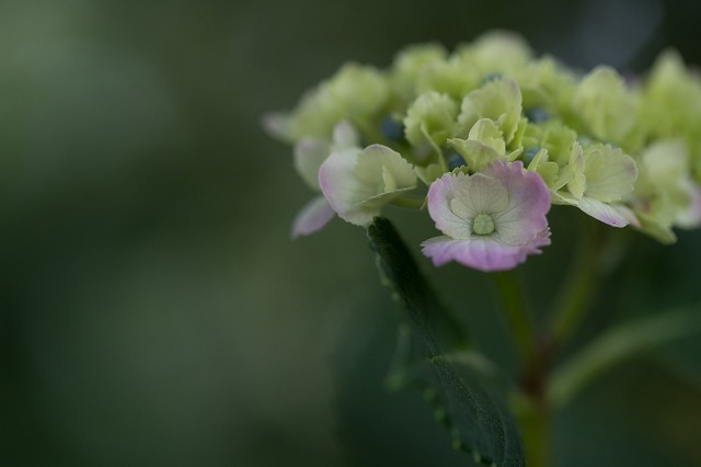 紫陽花にちょうど良い時期でした